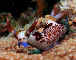 Just before we surfaced on our first dive at White Rock, ... by Bernard Maglana 